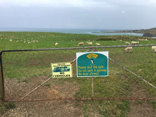 The walk to Slope Point is through someone's sheep pasture...typical NZ