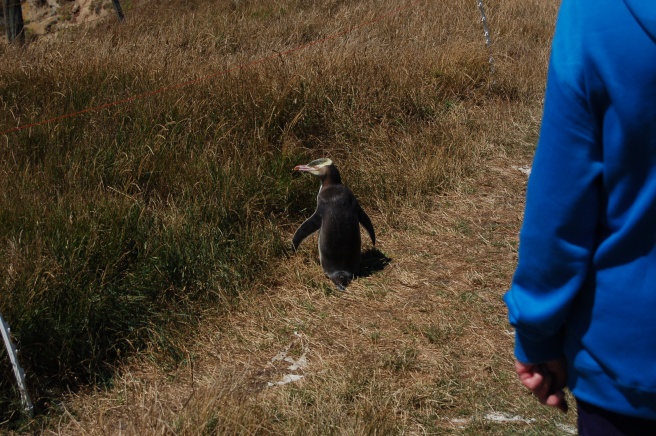 Herro penguin - you are not supposed to come this close to them, but we were standing still and he was the one who was on the path.