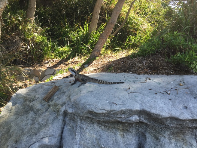 A water dragon, just hanging out by the path from Manly Beach to Shelly Beach.