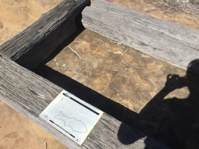 Aboriginal engravings on a section of the walk. There were several engravings enclosed within beams, including whales, a shark and other fish, a kangaroo, and human-looking footprints. 
