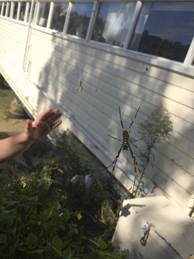 More friendly wildlife - a golden orb spider. Nick's trying to get his hand in the shot for scale, but doesn't want to get TOO close...(these spiders are harmless, just big!).